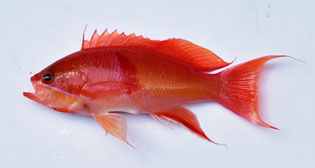 アカオビハナダイ