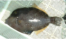 アミメウマヅラハギ