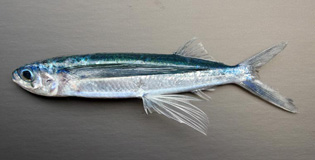 アリアケトビウオ