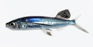 バショウトビウオ