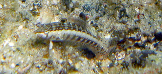 ダンダラトラギス