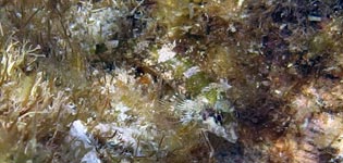 ヘビギンポ属の一種