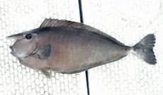 ヒメテングハギ