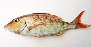 ホオアカクチビ