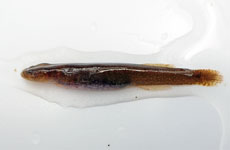 イソミミズハゼ