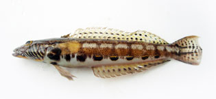 カモハラトラギス