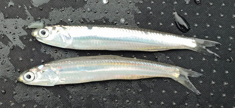 カタクチイワシ