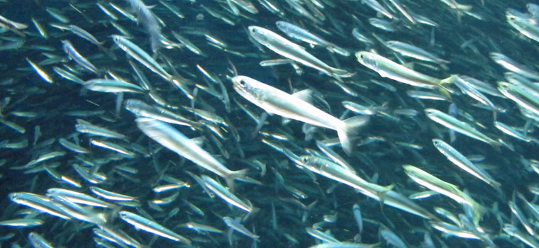 カタクチイワシ