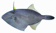 キビレカワハギ