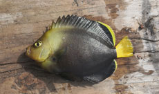 キヘリキンチャクダイ