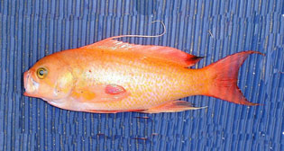 キンギョハナダイ