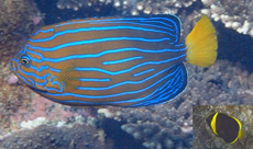 キンチャクダイ