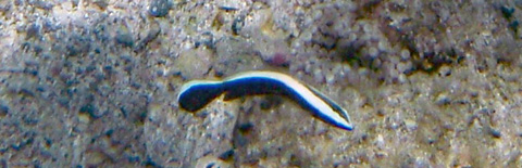 キツネアマダイ