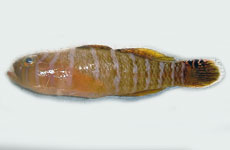 コクテンベンケイハゼ