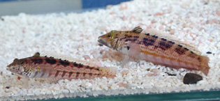 コウライトラギス