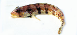 クラカケトラギス