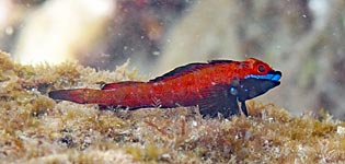 クロマスク属の一種