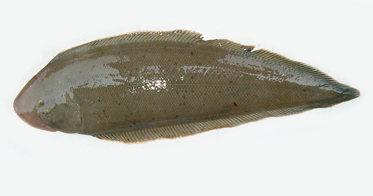 クロウシノシタ