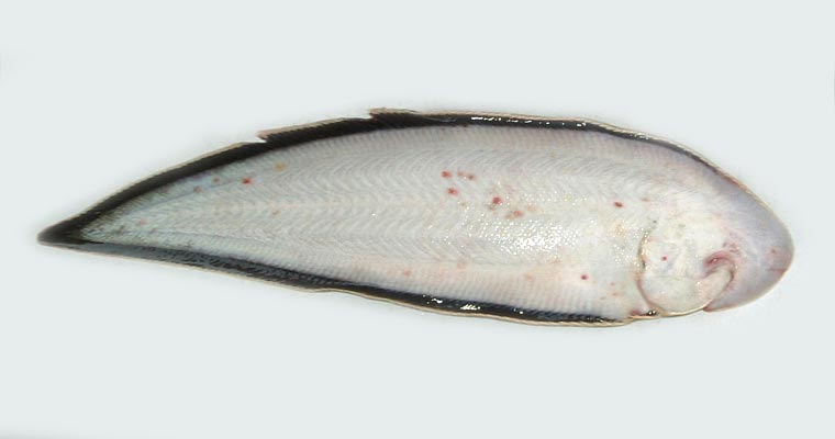 クロウシノシタ