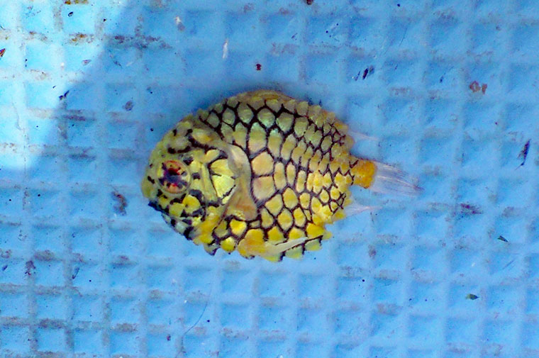 マツカサウオ稚魚