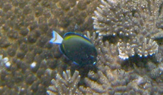 メガネクロハギ