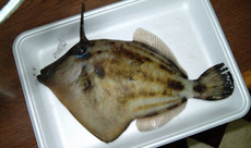 メガネウマヅラハギ