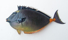 ミヤコテングハギ