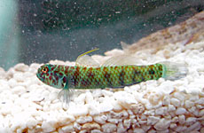 ナンヨウミドリハゼ