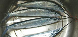 ナンヨウサヨリ