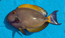 ニセカンランハギ