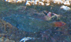 ニシキカワハギ