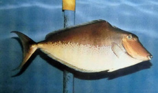 オニテングハギ