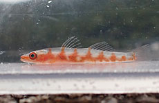 オオガラスハゼ