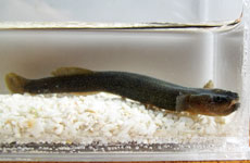 オオミミズハゼ