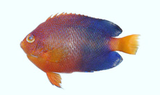 レンテンヤッコ