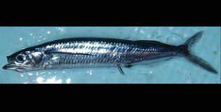 サヨリトビウオ