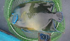 サザナミヤッコ