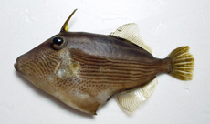 センウマヅラハギ