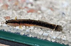 シロヒゲセジロハゼ