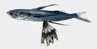 シロフチトビウオ