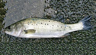 タイリクスズキ