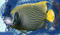 タテジマキンチャクダイ