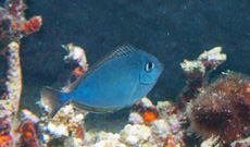 テングハギモドキ