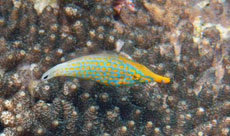 テングカワハギ