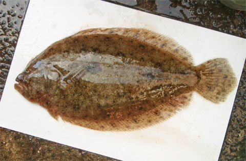 テンジクガレイ