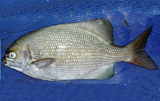 テンジクイサキ