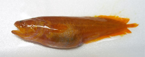 トゲイタチウオ