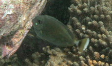 ツマリテングハギ