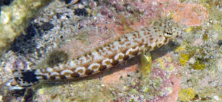 ワヌケトラギス