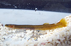 ヤリミミズハゼ